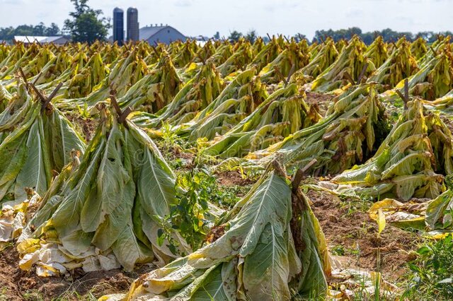 Inversiones post Independecia