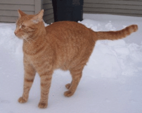 getting my second and favorite cat.