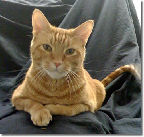 My cats first vet trip