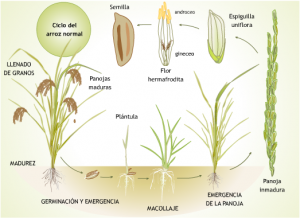 Comienza a cultivarse el arroz