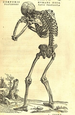 Human Anatomy book published