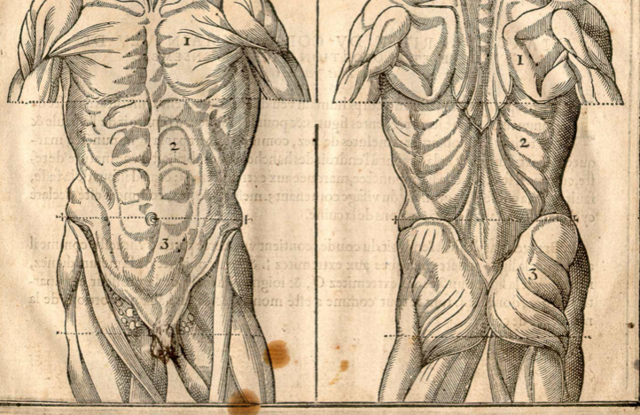 First anatomy book