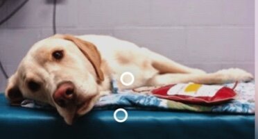 Blood transfusions experiments