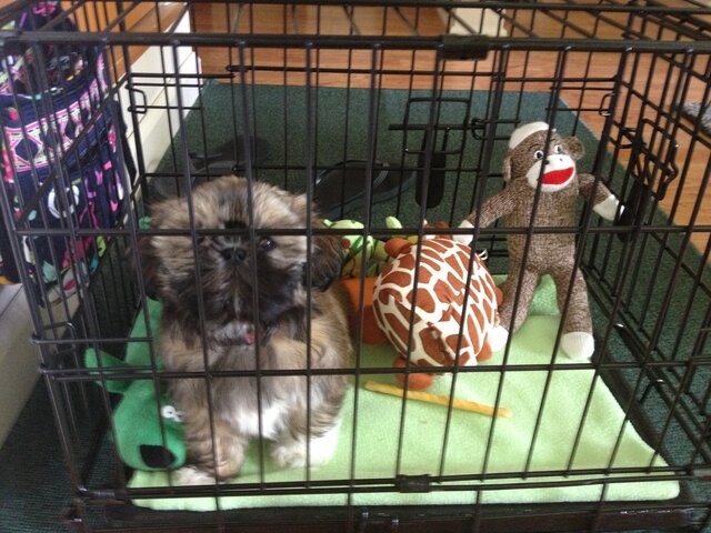 mi familia y yo nos recibimos nuestro perro, Coco