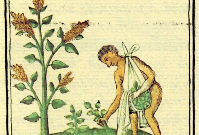 Segunda etapa: “recolección y selección de plantas”