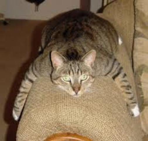 We adopted my cat, Bonnie!!