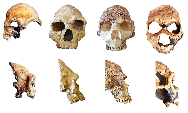 Homo Antecessor y Heidelberguensis