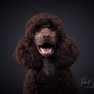 Timeline: A kutyás terápia története