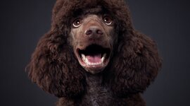 Timeline: A kutyás terápia története