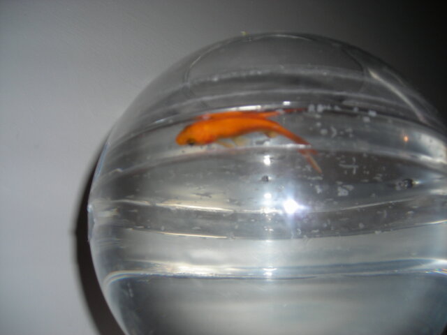 Morte del mio pesciolino rosso