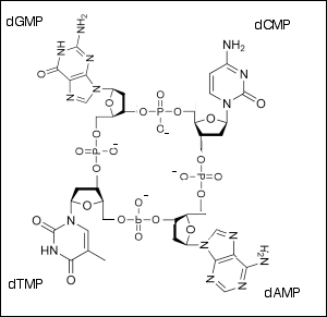 Chemical composion of DNA