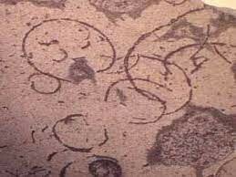 Vanim eukarüoodi kivistis