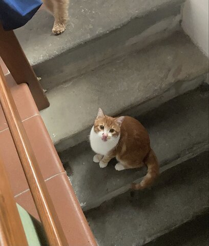 Merlino ha fatto le scale