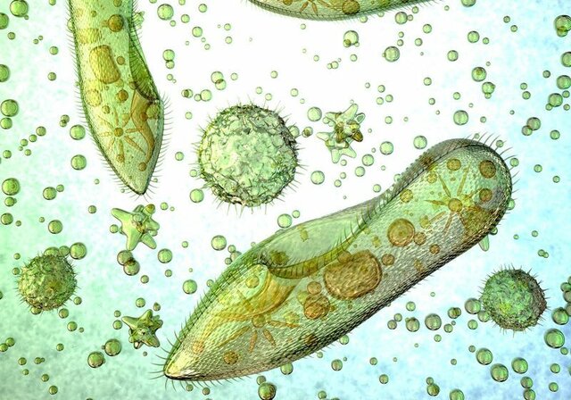 Esimeste üherakuliste teke