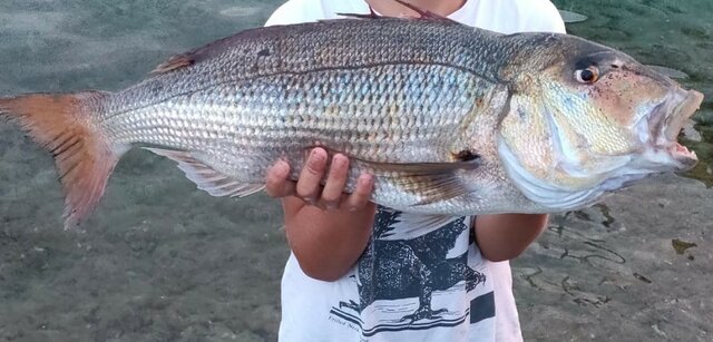 El meu peix més gran