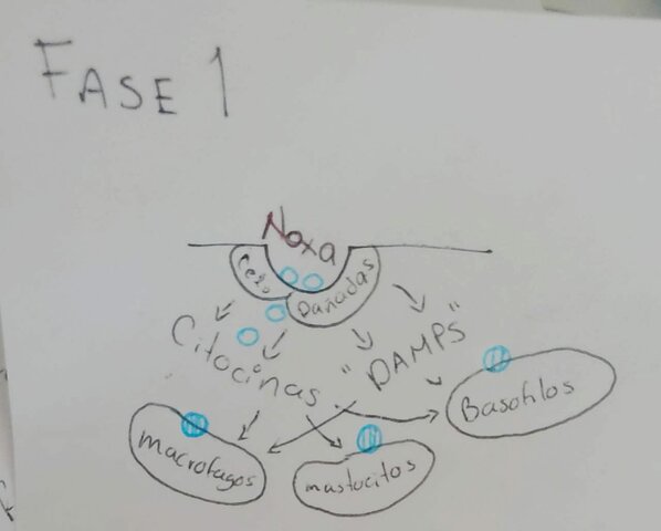 Fase 1 De la Inflamación.