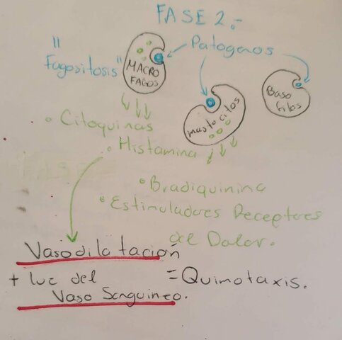 Fase 2 de la Inflamación