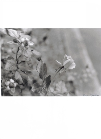 Tomé mi primera fotografía