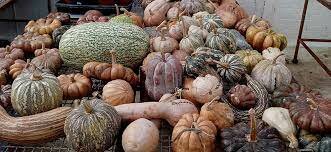 inicio trinidad agrícola