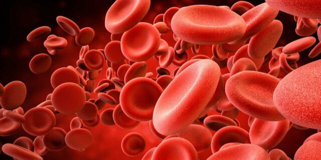 Jan Swammerdam - Observa las células de la sangre