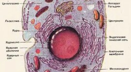 Timeline: Изучение многообразия клеток