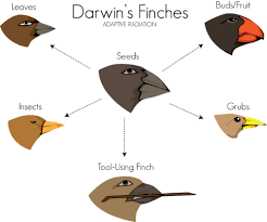 The Theory of Natural Selection (2/2)