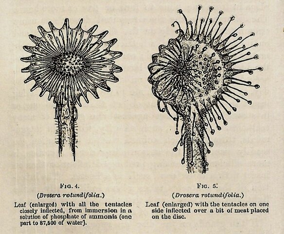 Evolution of Plants (2/2)