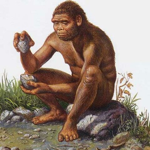 Homo erectus