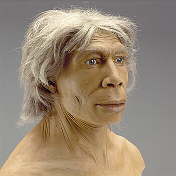 Homo neanderthalensis "Hombre de Neandertal"