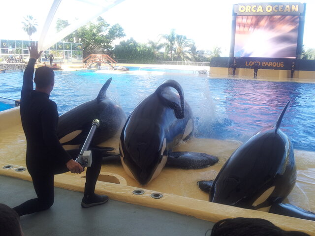 El viatge a tenerifae