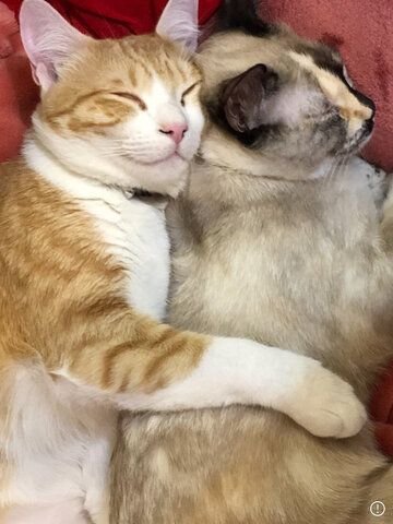 L'adopció dels gatets de casa: en Tort, la Glop i en Lucky.