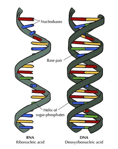 Discovery of Nucleic Acids