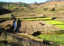 ESTABLECIMIENTO DE LAS ALDEAS HORTICOLAS Y USO DE PLANTAS DOMESTICADAS