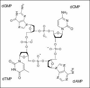 Levene's Tetranucleotide