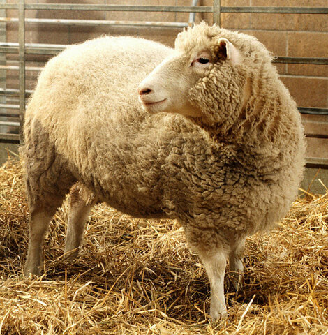 "Dolly the Sheep" is cloned