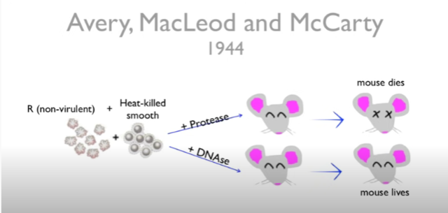 Avery, MacLeod and McCarty
