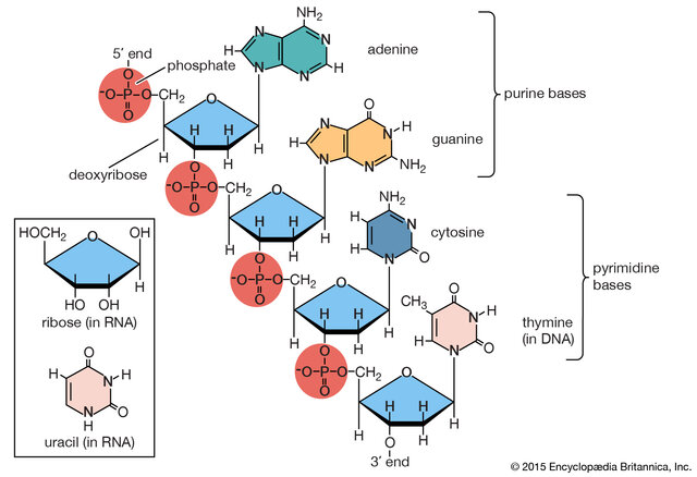 Discover of DNA components (1869-1940)