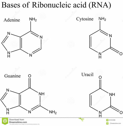 Counting Nucleobases