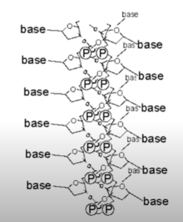 Pauling's triple helix