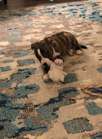 nosotros recebir primero el perro