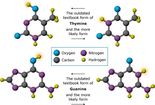1953 - Nitrogenous structure bases