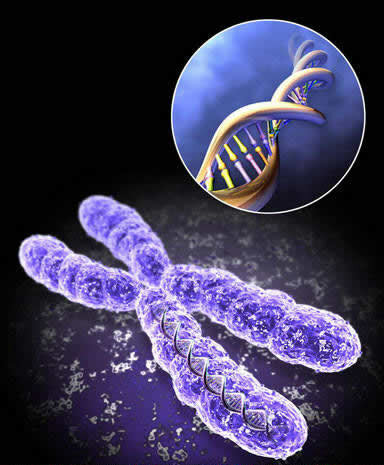 First human chromosome is decoded