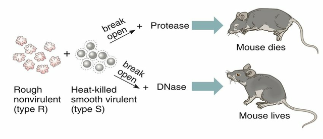 Avery, McLeod and McCarty