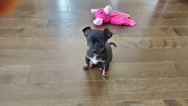 L'arriver de mon petit chien