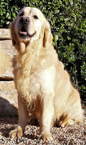 Es mort la meva gossa