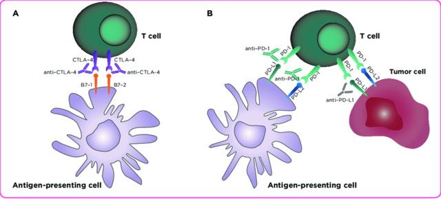 ipilimumab (anti-CTLA-4)