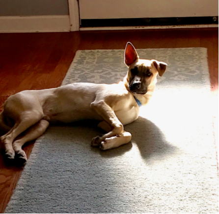 Obtení el amor de mi vida, mi perro.