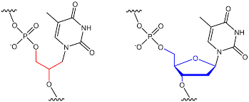 Discobery of Nucleic Acids