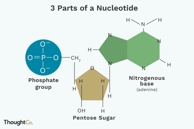 Discovery of components of DNA