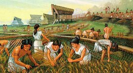 Timeline: Evolución Indígena